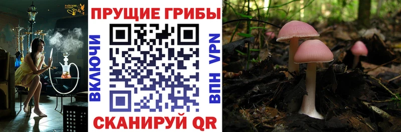 Галлюциногенные грибы GOLDEN TEACHER  Шадринск 